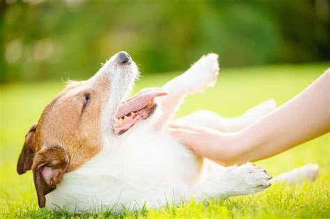 10 Submissive Dog Behaviors to Know .